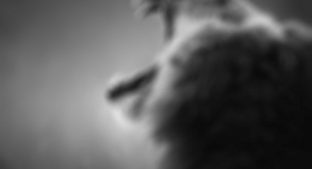 Molestie Quis Augue Pulvinar